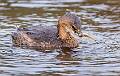 Kirms Photography Pied-billed Grebe-3